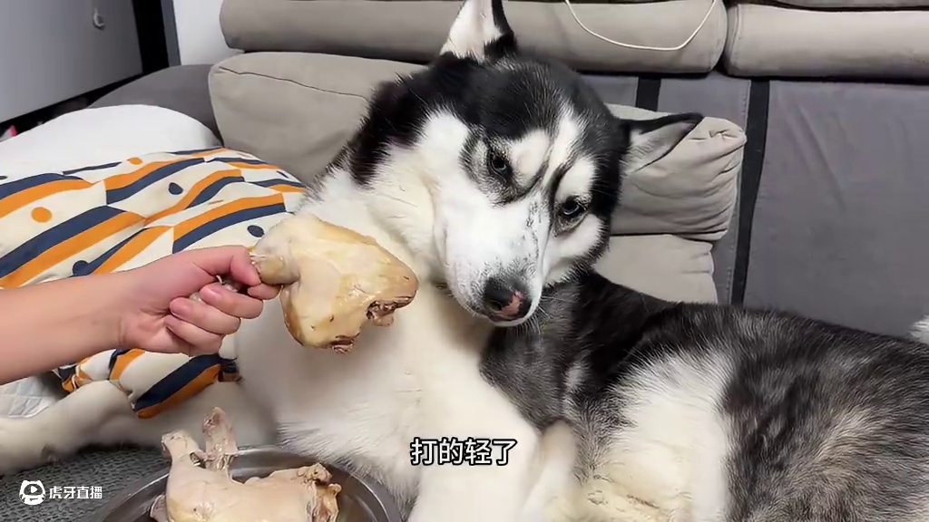 二哈挑食连鸡腿都不吃，气得主人上去就是一巴掌，下秒大家都别笑 #萌宠出道计划 #动