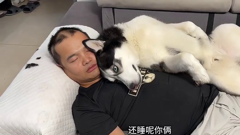 男主天天搂着狗睡，气得女主拿剃刀疯狂报复，最后一幕笑死人了 #萌宠出道计划 #我和