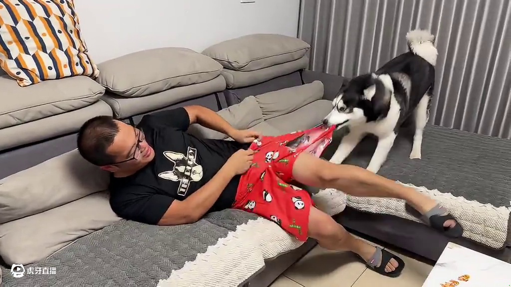 二哈看上了主人新买的红裤衩，当它把主人裤衩撕碎那一刻，笑疯了 #萌宠出道计划 #动物的迷惑行为 #二