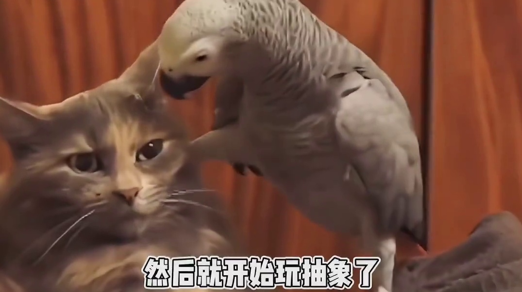 这就是鹦界二百鹉的魅力嘛