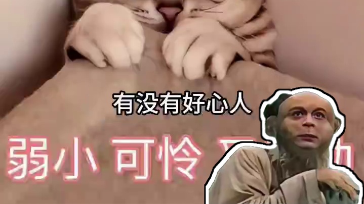 樱花已逝，身为难民的我该何去何从#动漫 #二次元 #樱花动漫被封