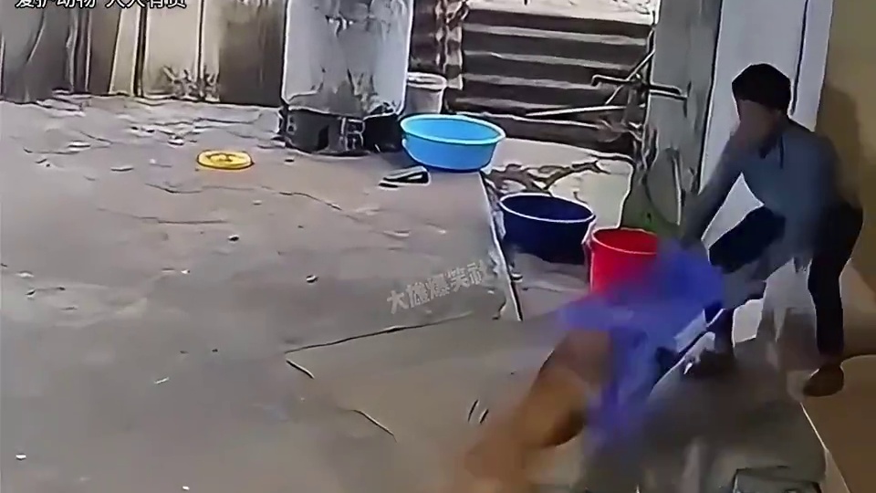 人狗大战解气场面，以暴制暴！#搞笑