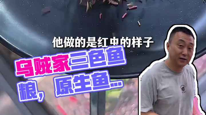乌贼家的仿生虫三色鱼粮，原生鱼都抢着吃，你家的鱼能从小吃到大 #喂鱼 #原生鱼 #鱼粮 #养鱼日记 