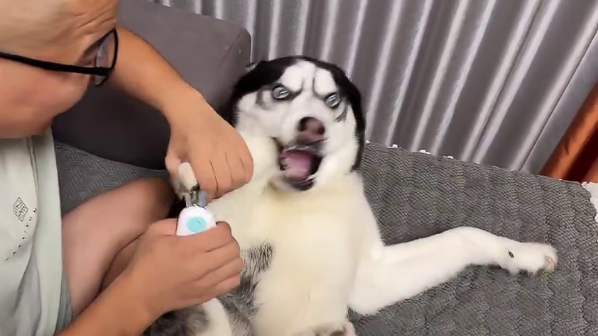 二哈死活不剪指甲，还龇牙咧嘴咬人，当主人拿出菜刀后，你们别笑 #萌宠出道计划 #动物的迷惑行为 #哈