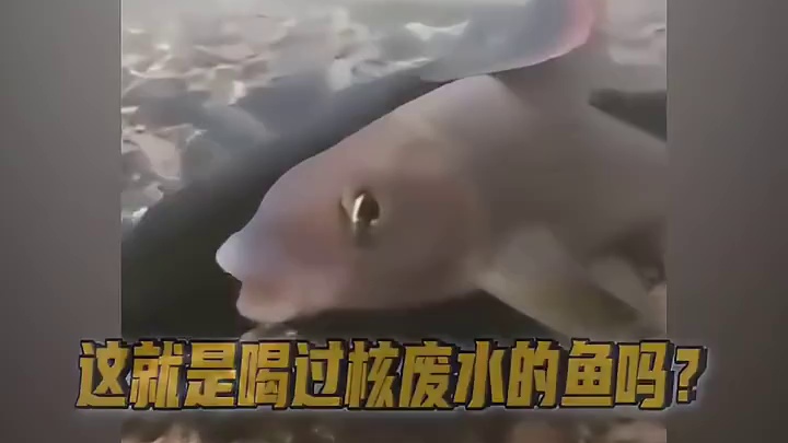 这条鱼儿一定是从日本来的吧？