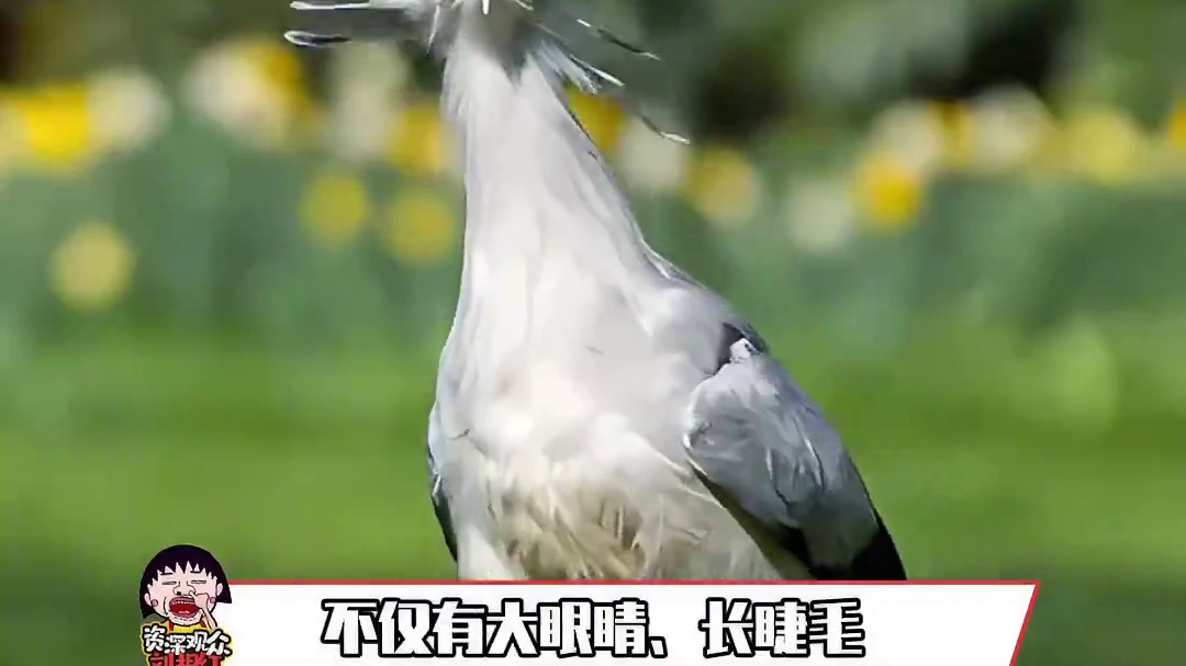 不愧是鸟中维纳斯，美的不知天地为何物了#蛇鹫 #科普 #动物