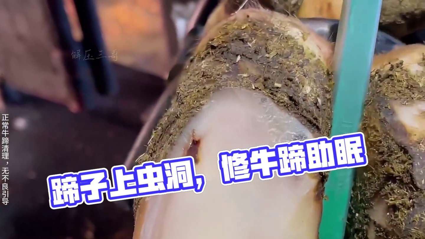 蹄子上一个大大的虫洞，不知道虫子是否还藏身其中 #解压 #助眠 #修牛蹄 #强迫症 #极度舒适