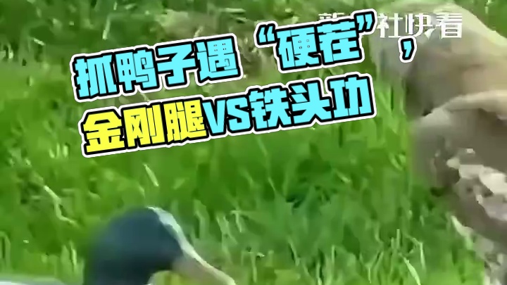 抓鸭子遇到“硬茬”，鸭子：你有金刚腿，我有铁头功！