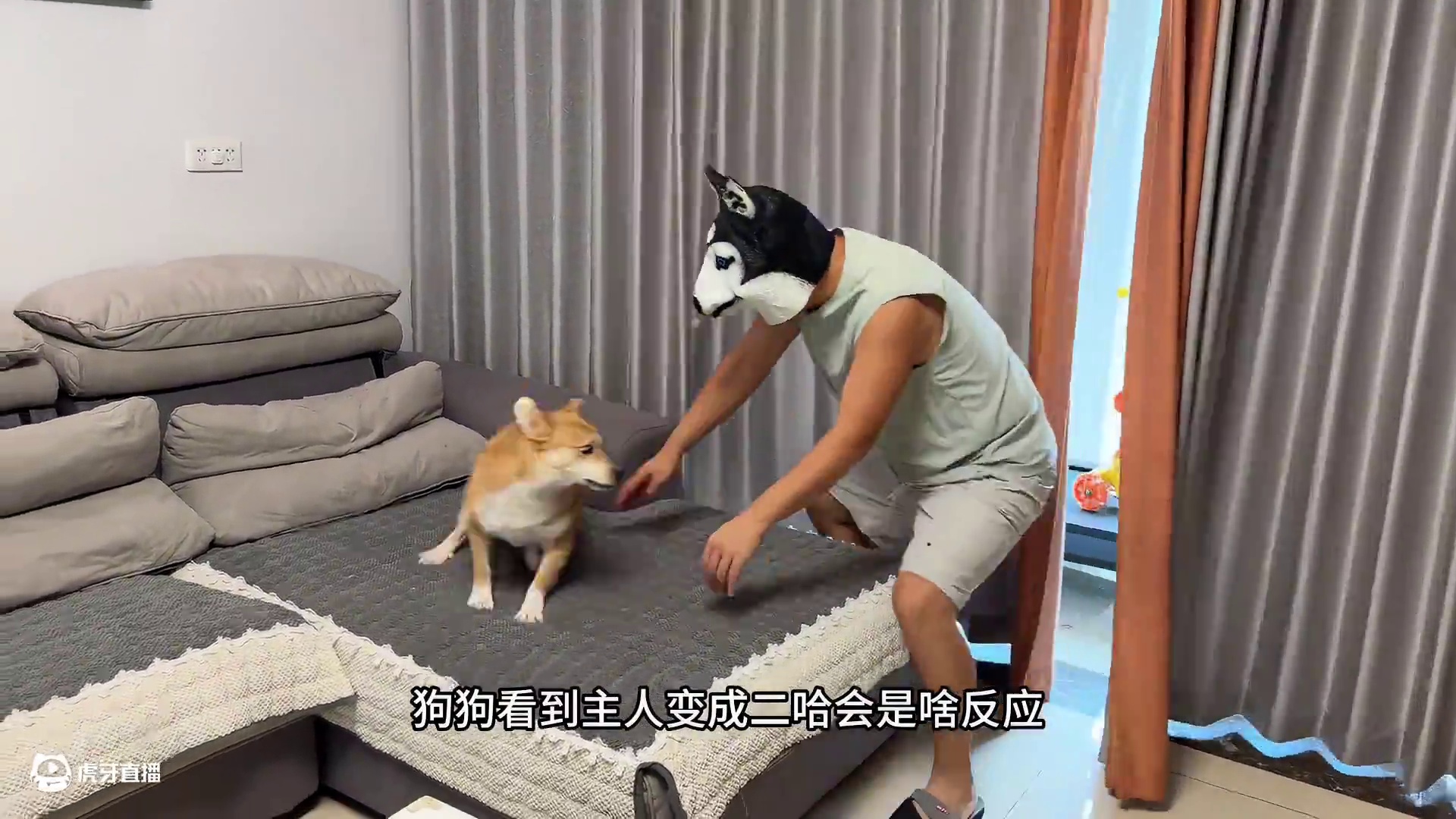 狗狗看到主人变成二哈会是啥反应？傻狗的骚操作笑得我肚疼，绝了 #萌宠出道计划 #动物的迷惑行为 #我