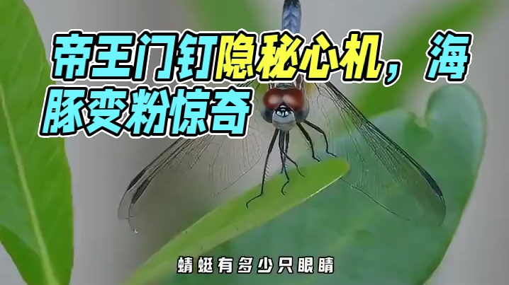 81颗门钉竟暗藏帝王心机！粉色海豚震惊生物学家，8个冷知识颠覆教科书！#故宫未解之谜 #动物冷知识 
