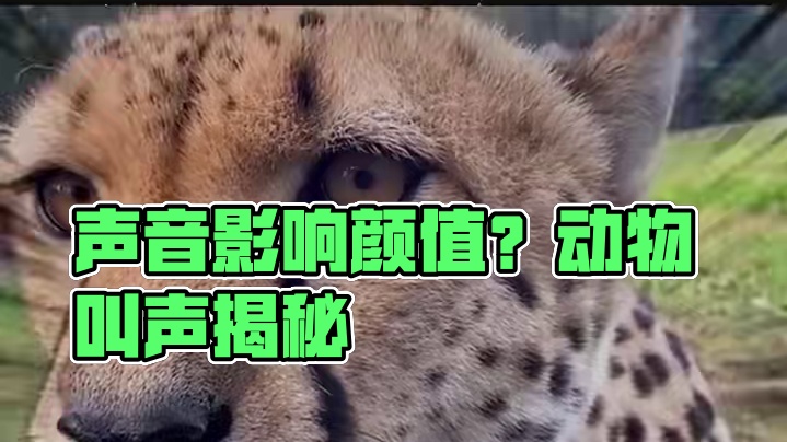 声音是真的会影响颜值#动物 #声控 #万万没想到
