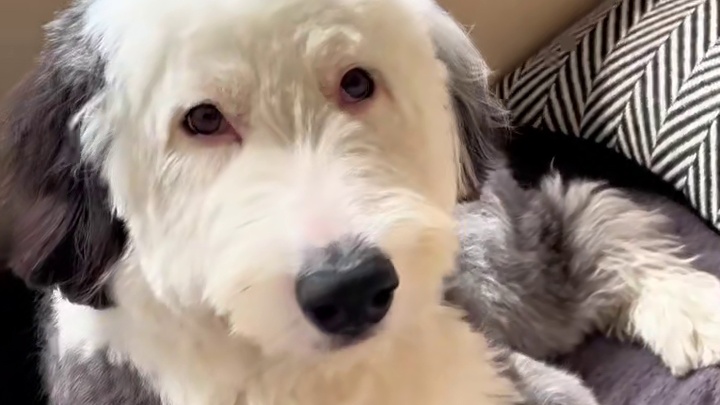 小狗硬控你八秒 #古牧 #笨蛋小狗 #萌宠 #狗狗