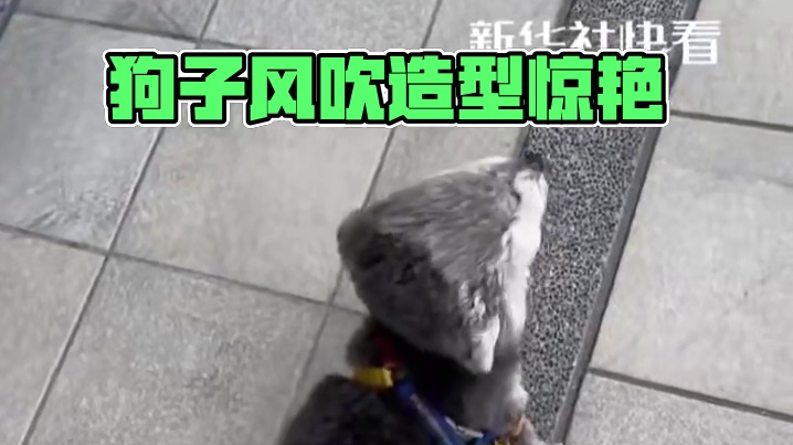 狗子被大风吹出独特造型，网友：锥子头品种很少见！