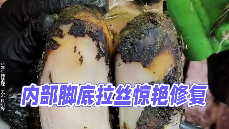 如果蹄底冒出的气泡还不足以让你震惊，那么从内部扒拉出来的拉丝 #解压 #助眠 #修牛蹄