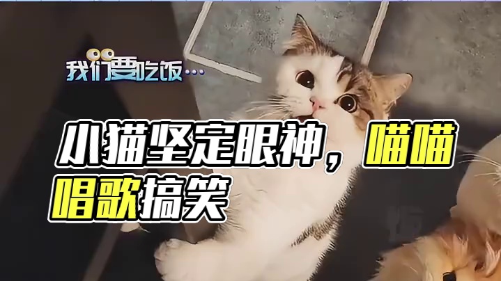 小猫眼神坚定