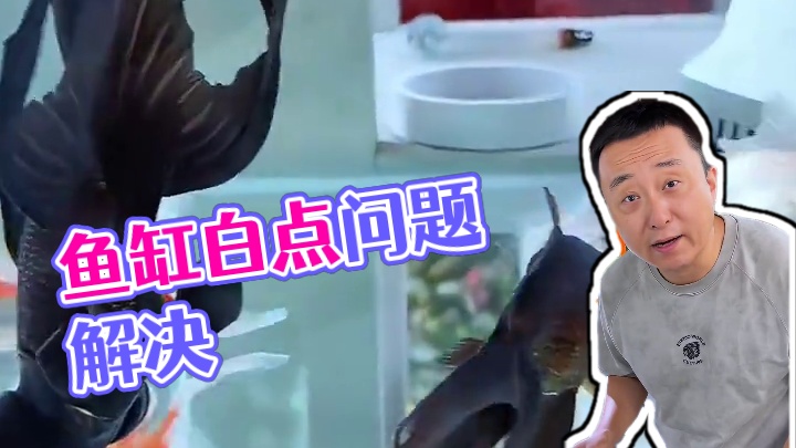 鱼长白点了怎么办？别着急按我说的这两步做，几天就能轻松搞定！ #鱼白点病 #鱼缸专用盐   #金鱼 