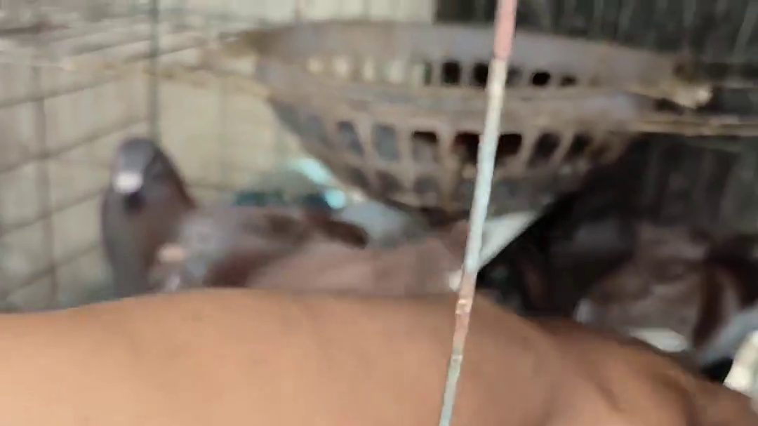 红狐，红雨点信鸽