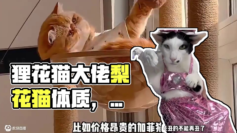 原来狸花猫才是猫界公认狠角色，祖宗严选果然诚不欺我啊？！