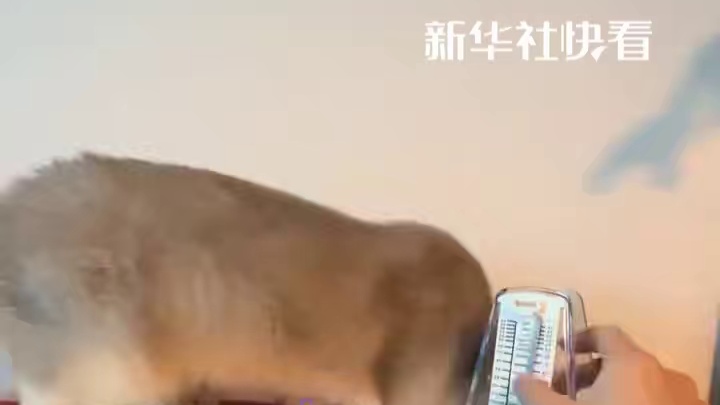 小猫的新玩具节拍器，网友：超有节奏感小猫一枚！
