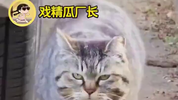 就算身处异国他乡 我也能认出你来 #猫咪 #万万没想到 #狸花猫