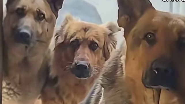 奶牛猫：这是我最低的姿态了