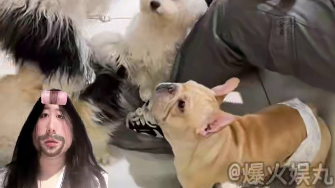 已经到了不避人的地步了吗#猫咪 #沈阳猫咖 #猫咖 #保护动物 #宠物