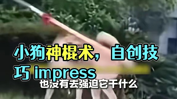 武学奇狗？小狗喜欢玩棍子，棍法练得出神入化，“天生喜欢玩棍子 没有训练过”