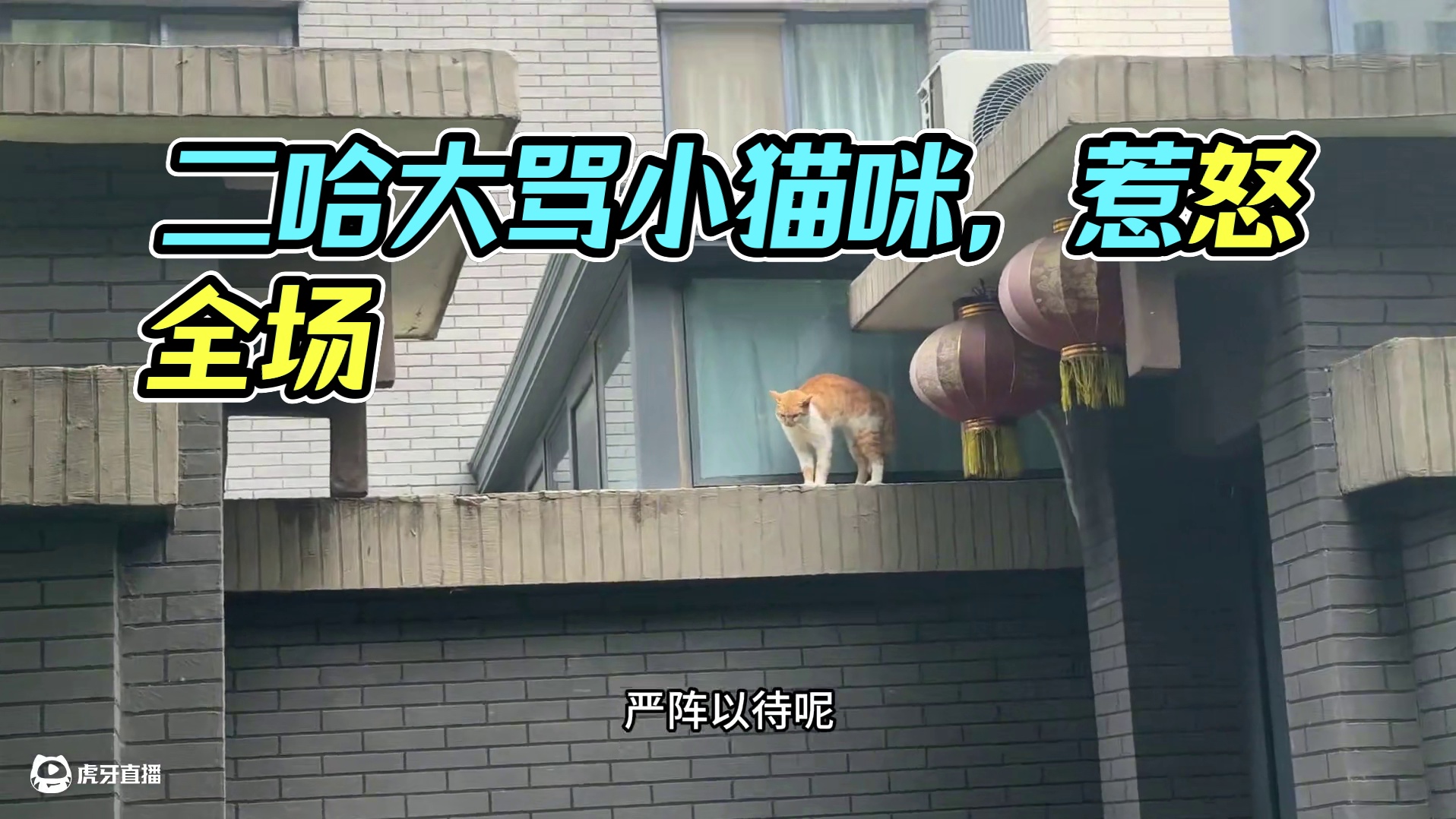 二哈跟小猫咪干架却被对方鄙视，气得二哈破口大骂，全程骂骂咧咧 #动物的迷惑行为 #萌宠出道计划 #哈