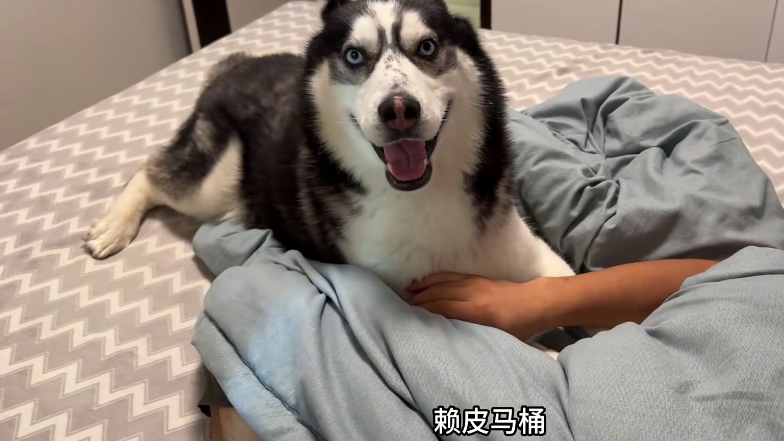 二哈非要跟主人睡觉，死活不下来，当主人拿出菜刀后，大家都别笑 #萌宠出道计划 #动