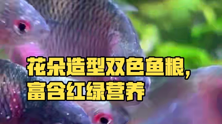 做成花朵样子的鱼粮你见过吗？ 双色贴片鱼粮，红的富含虾红素，绿的富含螺旋藻，营养丰富，适口性强，小型