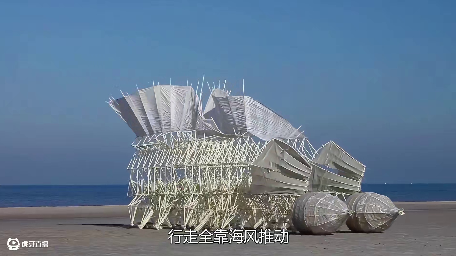 海滩惊现吃风的“怪兽”，不耗油不费电，随风自由奔跑 #科普 #涨知识 #风力仿生兽 #创意发明