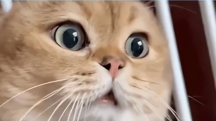 长相是有一个系统类型的