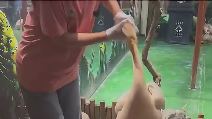 鹈鹕：人生爱好是看见什么都想往嘴里放一下