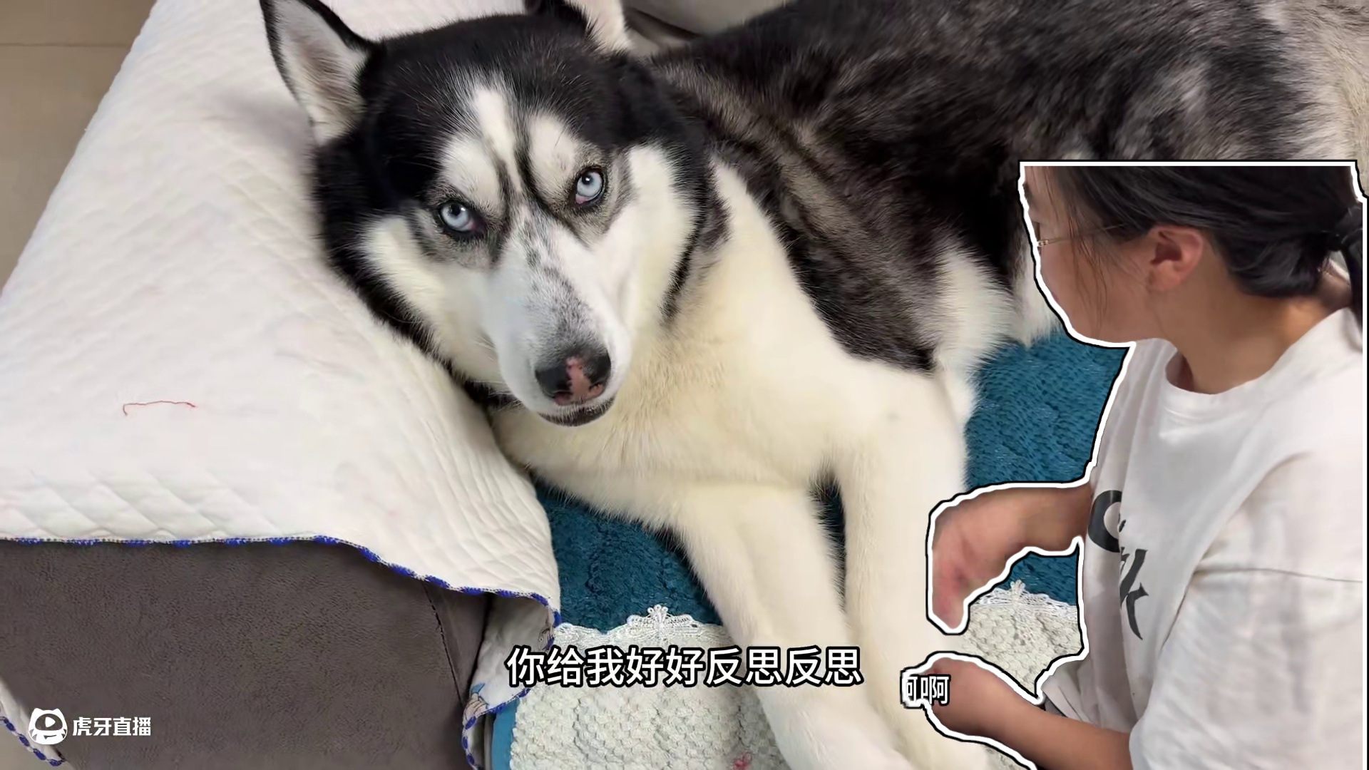 二哈在有靠山和没靠山时判若两狗，把狗仗人势演绎得淋漓尽致，绝 #萌宠出道计划 #动物的迷惑行为 #哈