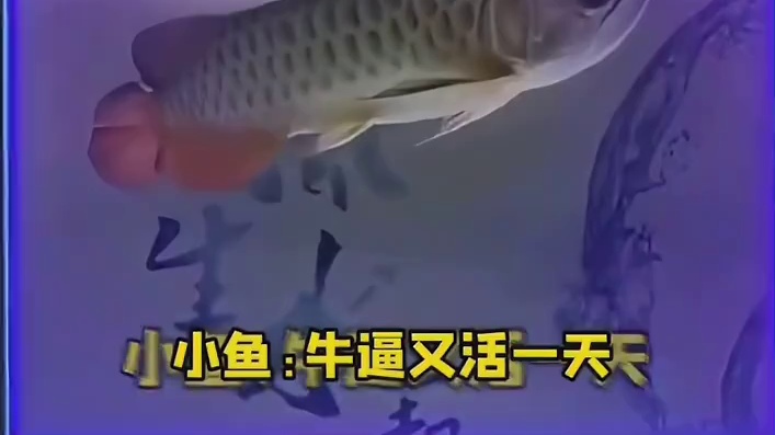 大鱼：这几天怎么感觉有脏东西