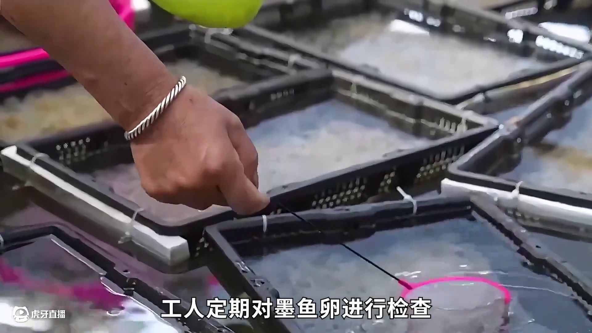 <第2/3集>乌贼的秘密，养殖过程大开眼界 