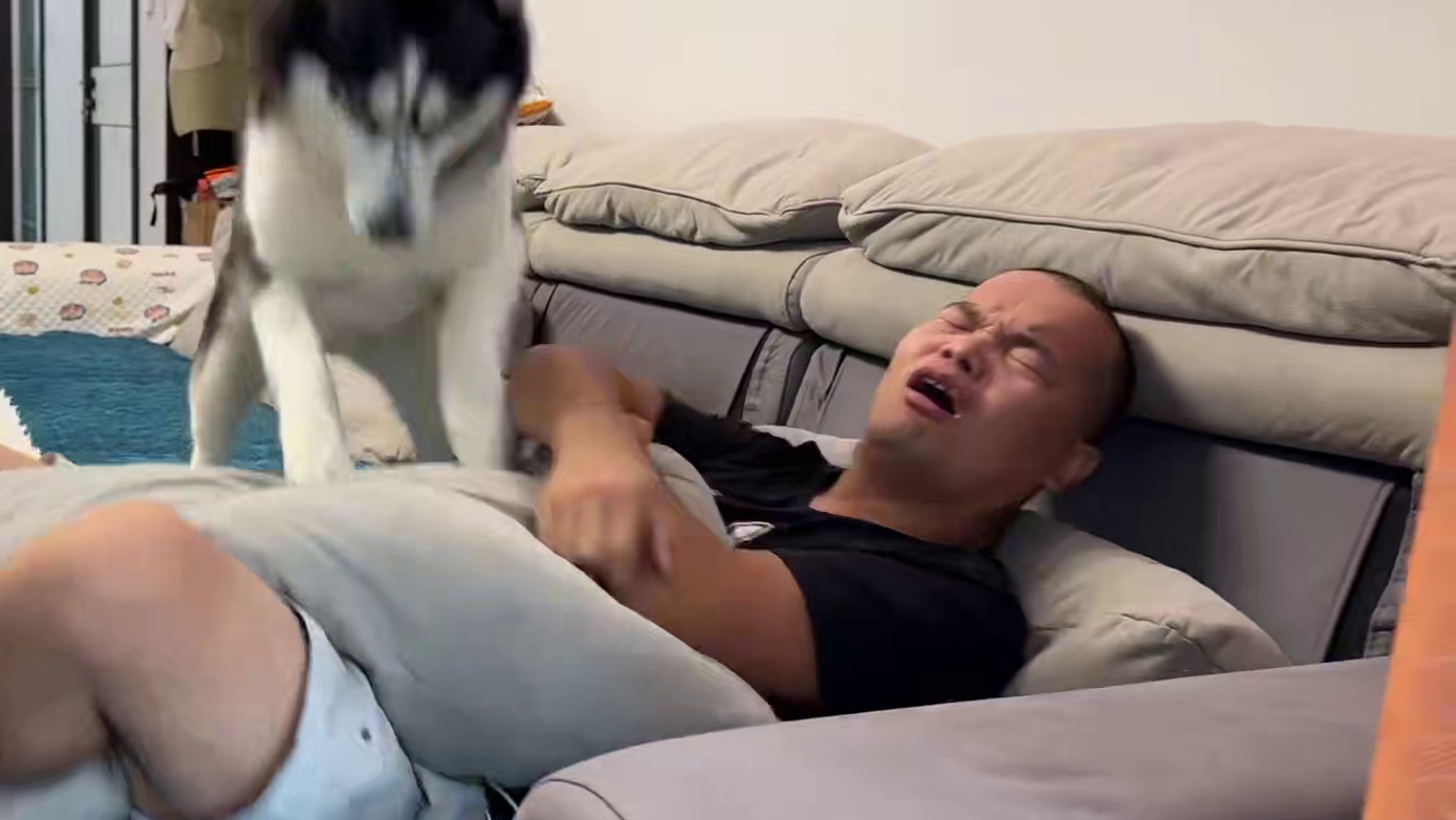 二哈叫人起床有多恐怖？一顿狂轰滥炸差点闹出人命，你敢养吗？ #动物的迷惑行为 #萌宠出道计划 #哈士