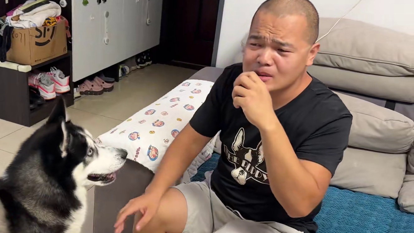主人喂狗时却假装看不到二哈，二哈气得七窍生烟，看一遍笑一遍 #萌宠出道计划 #哈士奇 #动物的迷惑行