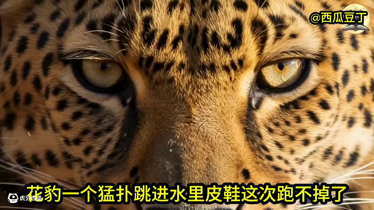 一只花豹紧盯着水面，一个猛扑跳进水里，这下皮鞋是逃不掉了！ #花豹 #鳄鱼 #花豹大战鳄鱼 #皮鞋 