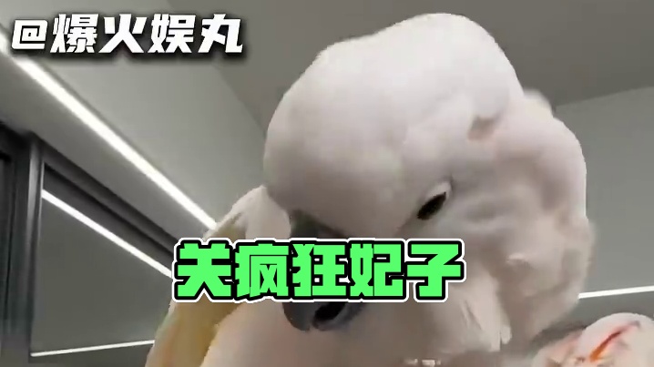像极了冷宫里关疯了的妃子#葵花鹦鹉 #鹦鹉 #宠物 #宠物知识