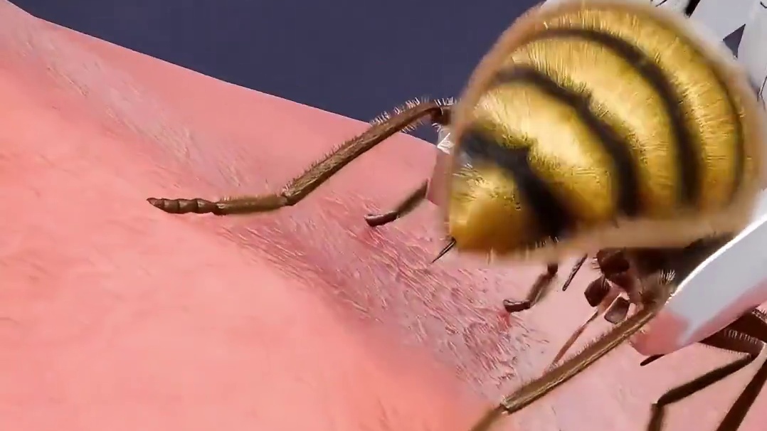 蜜蜂在蛰人之后会s