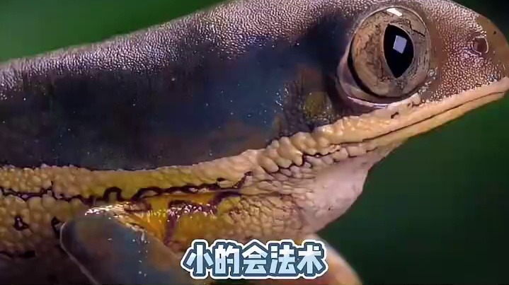 东北菜真刑“啊”