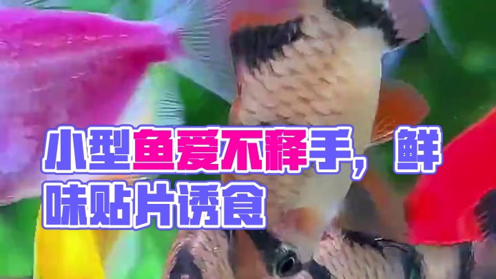 双色花瓣贴片鱼粮，小型鱼都抵抗不了它的味道！ #贴片鱼粮 #喂鱼 #鱼粮 #鱼粮评测 #养鱼日记