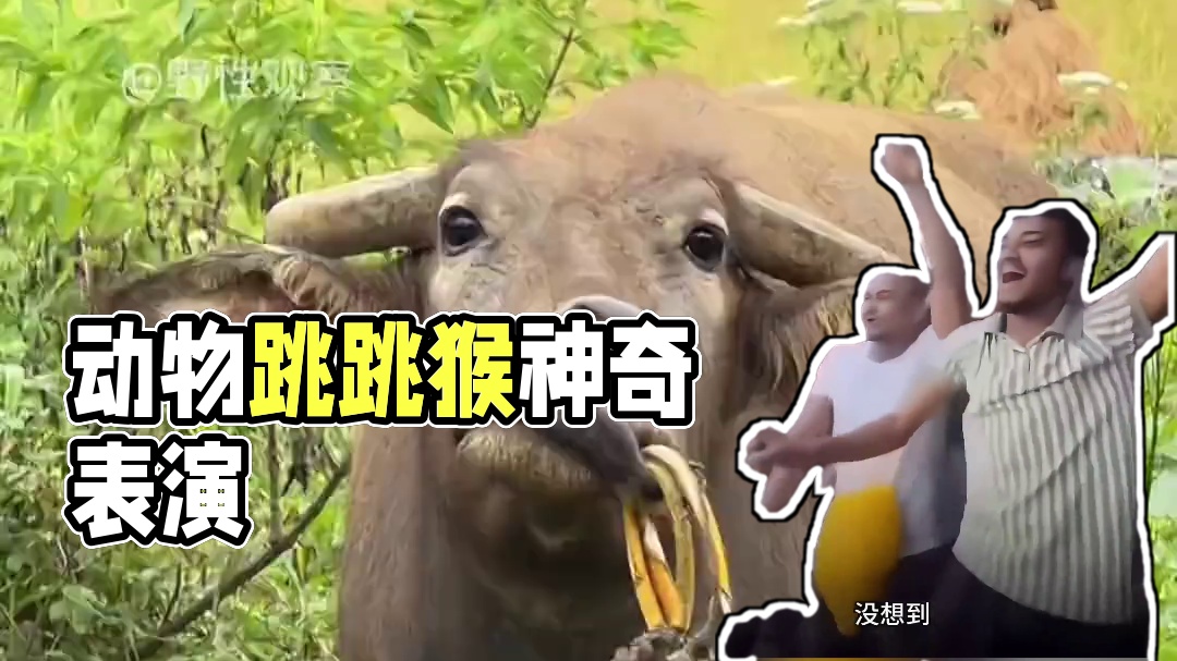 动物的迷惑行为~