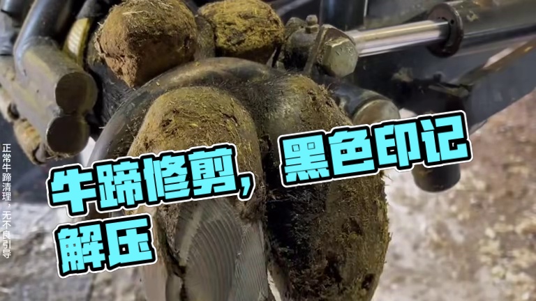 小刀一剌，如同开闸,牛蹄正确的打开方式 #解压 #修牛蹄 #助眠 #强迫症 #极度舒适