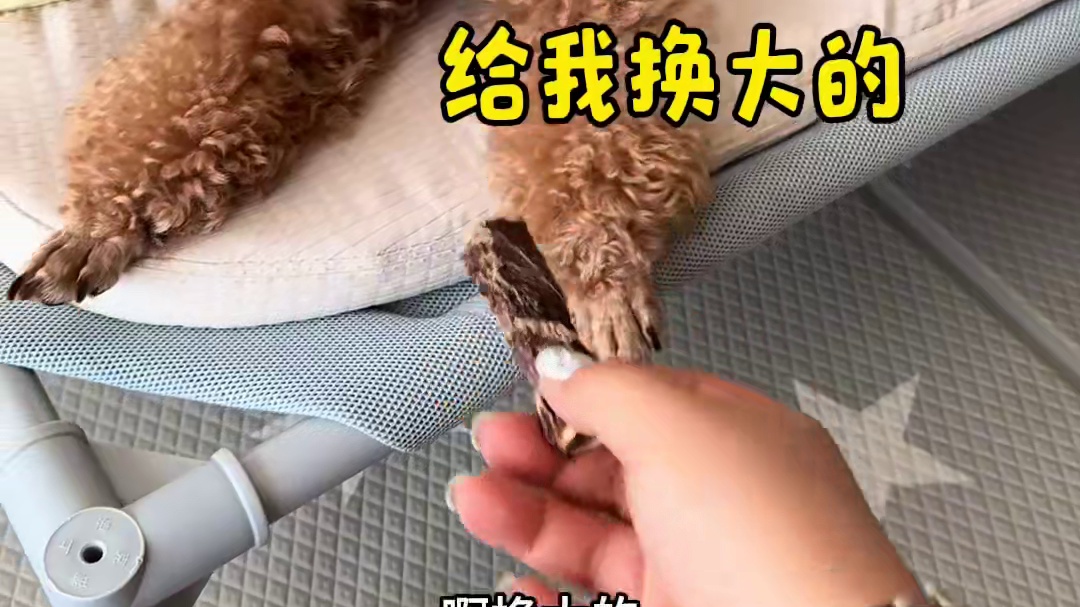 我强烈怀疑这小狗是“人”变的，这心眼子也太多了！ #万物可爱计划 #它真的好像个小宝宝 #狗子成精了