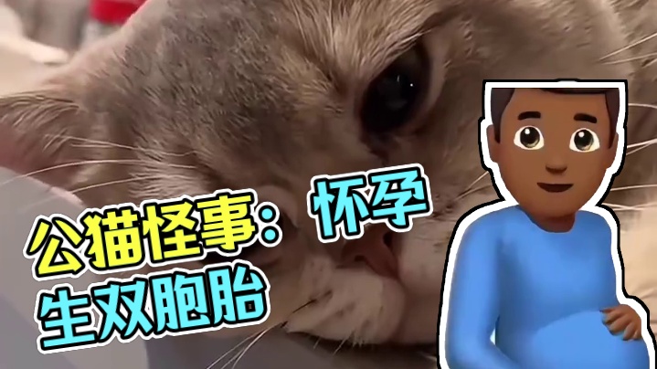 冷知识：公猫也会怀孕…