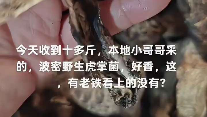 #采菌子的季节 #我若拿出这个菜阁下又该如何应对