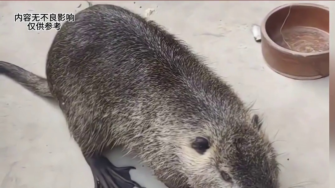 北方老鼠像鼠标，南方老鼠像丧彪#丧彪 #鼠标 #老鼠