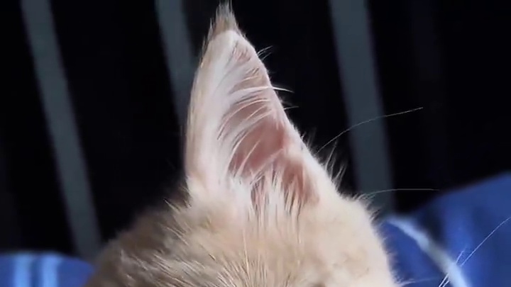 晚上不睡觉白天睡气死我了 #萌宠 #卡卡西 #配音 #声控 #声优都是怪物